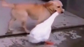 Chú chó quay lại báo thù sau một năm bị ngỗng ăn hiếp