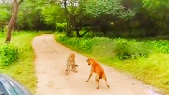 Báo ngơ ngác khi thấy 'cậu vàng' sủa om sòm