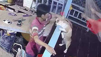 Chú chó nhõng nhẽo được ông chủ cưng chiều