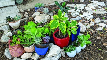 Đương đầu với biến đổi khí hậu từ vườn nhà