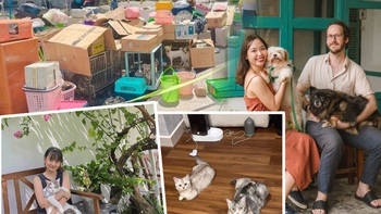 Ở chung cư, nuôi bao nhiêu chú chó là hợp lý?