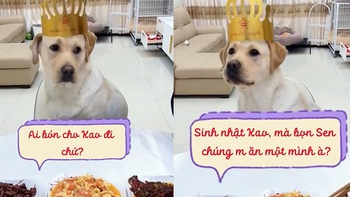 Chú chó bỏ về chuồng vì sinh nhật mình mà không ai quan tâm