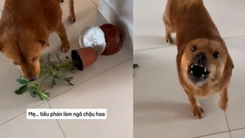 Chú chó cay cú khi bị cậu chủ vu oan làm đổ chậu cây