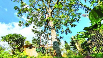 Tản mạn về quả bơ