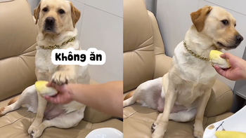 Chú chó ngất xỉu vì không ngửi được mùi sầu riêng