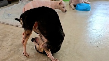 Chú chó trổ tài lộn santo siêu đỉnh