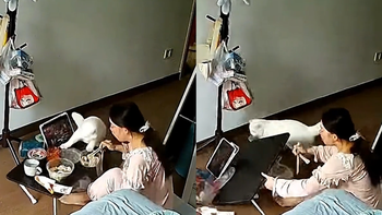 Những con mèo nghịch ngợm làm hư đồ