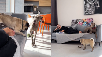 Chú chó dùng thủ đoạn giành chỗ ngồi trên sofa để xem tivi