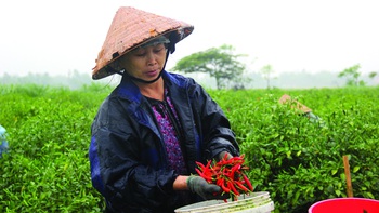 Chuyện trái ớt Việt