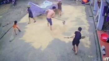 Bé trai cuống cuồng gọi ông cào lúa chạy mưa