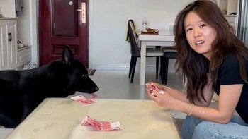 Chú chó đang ngủ bị sen bắt dậy trộm tiền của 'nóc nhà'