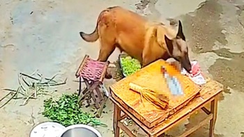 Chú chó chạy sang hàng xóm ăn vụng được bữa thịt no nê