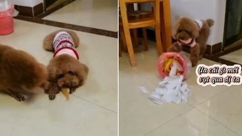 Chú chó ngơ ngác không hiểu vì sao cục xương đang ăn bỗng dưng biến mất