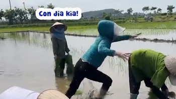 Người phụ nữ đi cấy chạy khắp ruộng vì sợ con đỉa