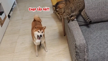 Chú mèo hướng dẫn chó học phản xạ