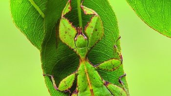 Thiên nhiên hoang dã qua ống kính Macro: 
Những bậc thầy ngụy trang