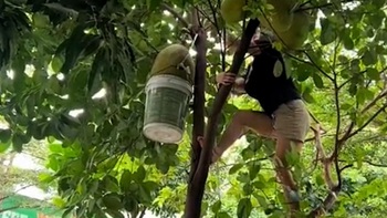 Pha hứng mít đi vào lòng đất