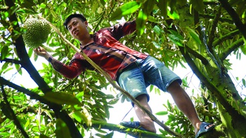 Hốt bạc với nghề hái sầu riêng