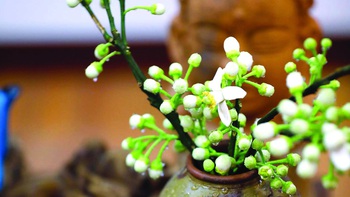 Tạp văn của Đỗ Phấn: Tao nhã