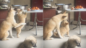 Chú chó dạy con không được ăn vụng siêu khéo