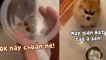 Chú chó nổi cáu khi bị cô chủ ép ăn kiêng, giảm cân
