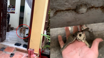 Chú chó thông minh biết lấy chìa khóa mở cửa cho cô chủ