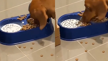 Chú chó biết ngâm hạt vào sữa để thưởng thức