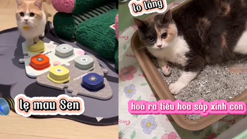 Chú mèo gọi cô chủ hỗ trợ khi bạn đời sắp sinh