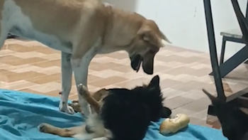 Chú chó lươn lẹo với đồng bọn để cướp miếng bánh