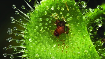 Ngắm "thực vật ăn mặn" qua ống kính macro