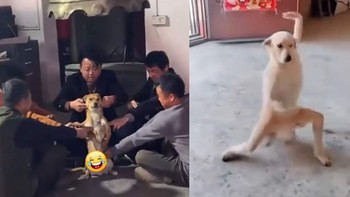 Chú chó 'thành tinh' khi được cả nhà 'truyền nội công'