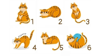 Quiz: Bạn năng động hay là người hiếu kỳ, ham học hỏi?