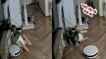 Nhà không có camera thì nổi oan này mèo biết kể cho ai