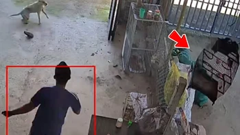Thanh niên bị 'nghiệp quật' vì quậy phá giấc ngủ của chú chó