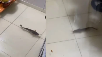 Cá bơi tung tăng trong nhà khi triều cường lên