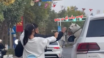 Cặp đôi thót tim vì xém tí được chú chó tặng cho '3 mũi 900.000 đồng'