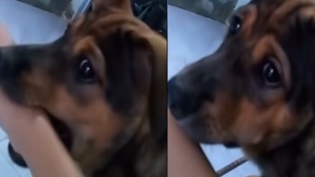 Chú chó ngoan ngoãn khi bị sen dọa không cho ăn