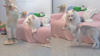 Chú chó lém lỉnh cà khịa cô chủ bị đau chân