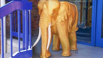 Sheffield Wednesday muốn bán tượng voi vàng may mắn để tự cứu CLB