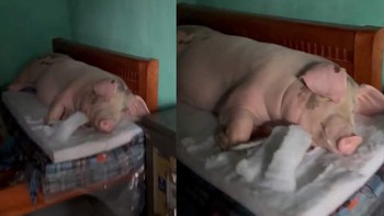 Chú lợn được gia chủ cho nằm trên giường tránh lũ kiểu 'vua chúa'