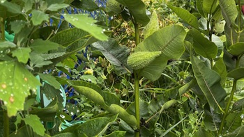 Mắt cú vọ mới thấy con ếch ở đâu