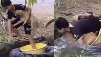 Chú chó ngã lộn nhào xuống ao vì cậu chủ nghịch ngợm