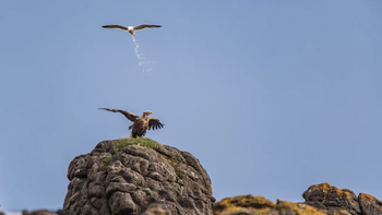 Mòng biển 'thả bom' đại bàng lọt top ảnh động vật hài hước 2025