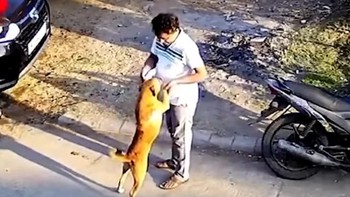 Chú chó giả vờ thân thiện tặng người đàn ông '3 mũi 900.000 đồng'