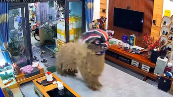 Bé trai khóc thét khi thấy chú lân 'đột biến' ghé vào nhà