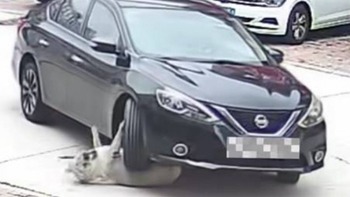 Chú chó vẫn vô sự dù bị xe cán, biết được lý do ai cũng 'cười òa'