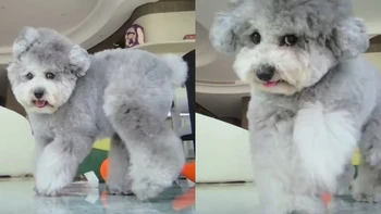 Chú chó trả đũa camera vì bị cô chủ bắt quả tang ăn vụng