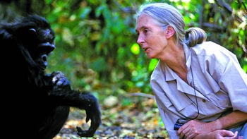 Vĩnh biệt Jane Goodall: chiến binh bảo vệ môi trường vĩ đại nhất