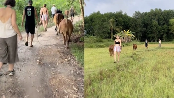 Khách Tây rủ nhau đi chăn bò khiến dân mạng Việt cười bể bụng