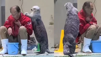 Những chú rái cá hiểu chuyện đến... dễ thương